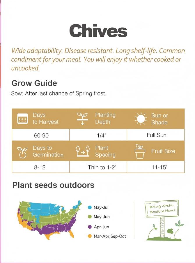 ATLAS Fresh Flavor Chives Seeds 200+ Non-GMO Kitchen Garden Herb