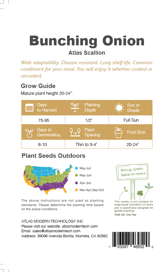 Evergreen Scallion Seeds 500+ Non-GMO Green Onion High Yield Easy Grow