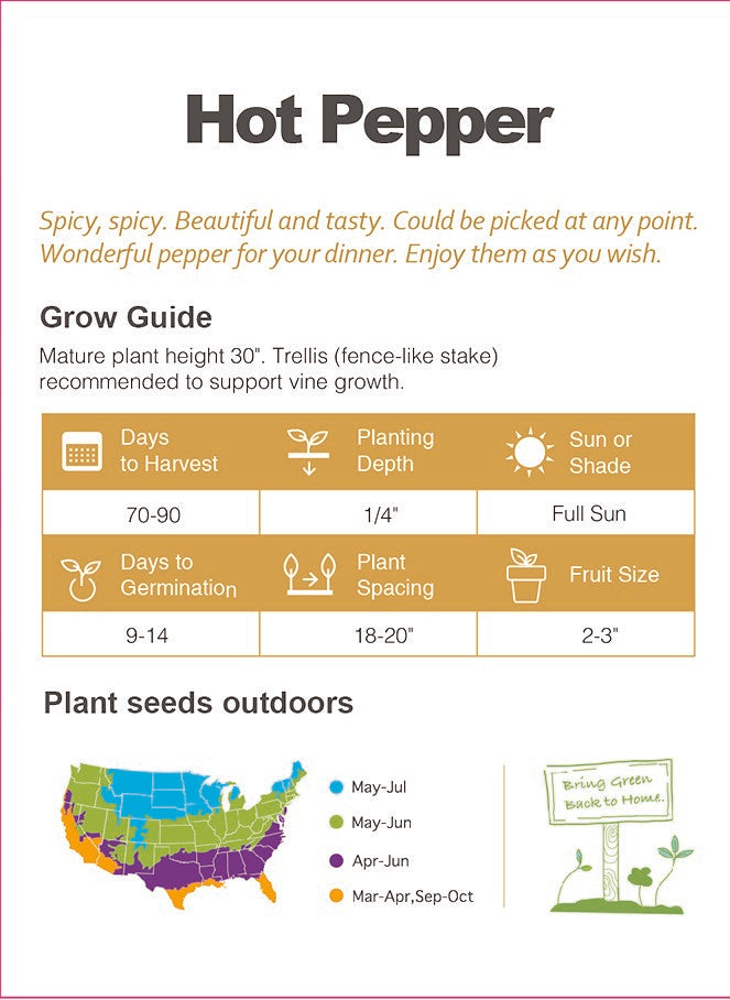 Upright Chili Pepper Seeds Non-GMO Hot Pepper High Yield Garden