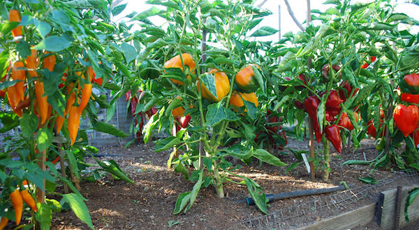 700+ Hot Pepper Seeds Variety Pack Non-GMO Spicy Chili Garden Kit