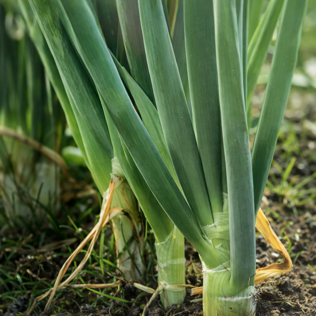 Asian Green Onion and Chives Cultivation Guide: A Practical Handbook for U.S. Growers