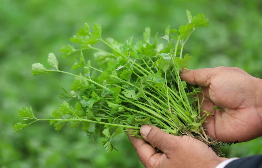 Cilantro (Coriander) Cultivation Guide: A Practical Handbook for Home and Commercial Growers in the U.S.