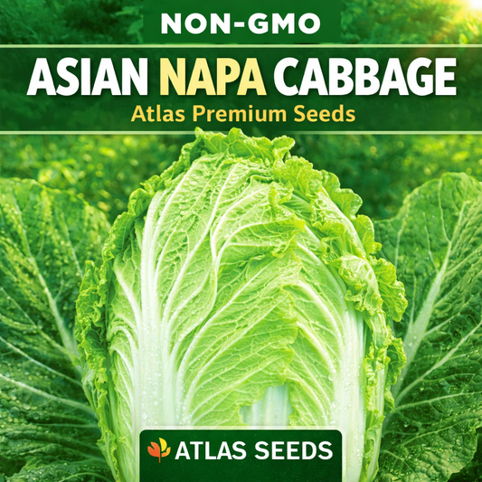Scientific Guide to Growing Napa Cabbage (Chinese Cabbage) with Emphasis on Pest and Disease Management