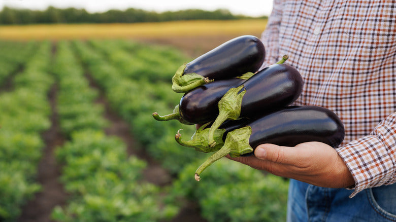 Eggplant Growing Guide: A Complete Home Gardening Handbook