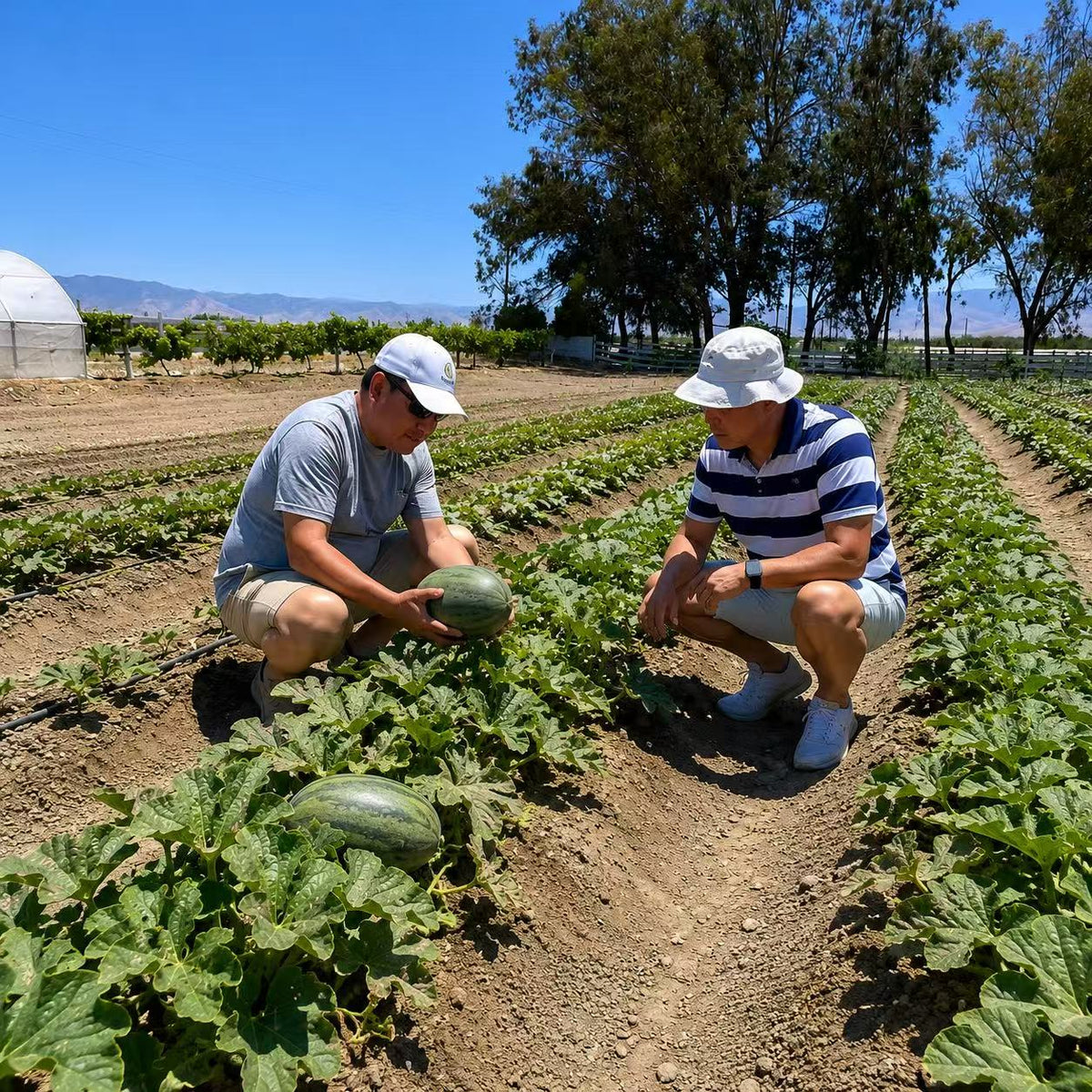 Commercial Grower Seeds