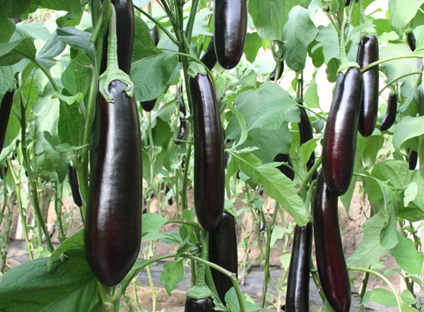Chaoli 901 Green-Calyx Long Eggplant Seeds