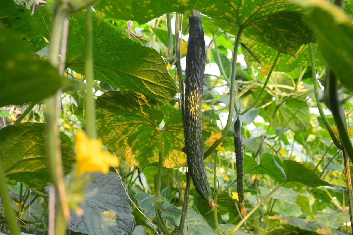 Dilong 1689 Dilong Rootstock Seeds