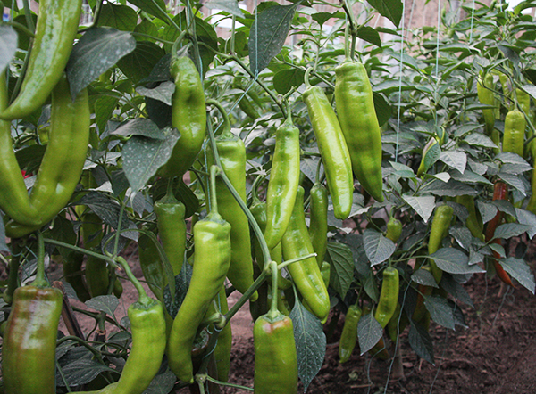 Huangjinlong 7208 Pointed Chilli Seeds