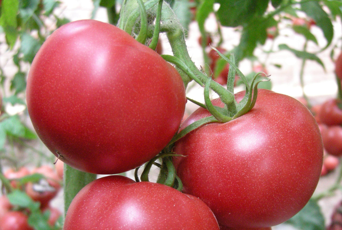 Jiadi Premium-Flavour Tomato Seeds