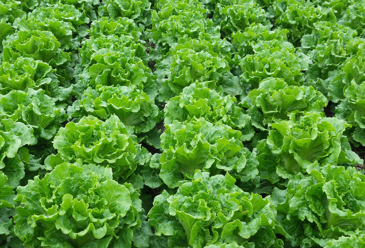 Yidalishengcai Lettuce Seeds