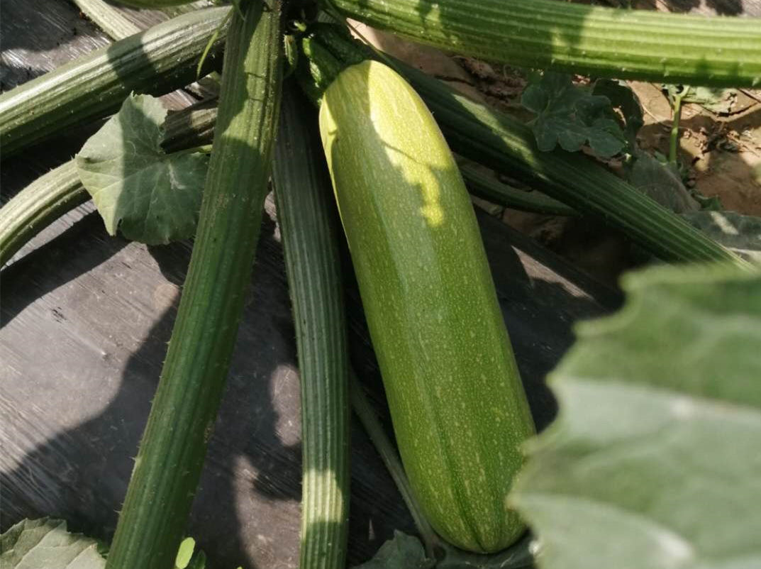 Yuexialvyu 121 Courgette (Zucchini) Seeds