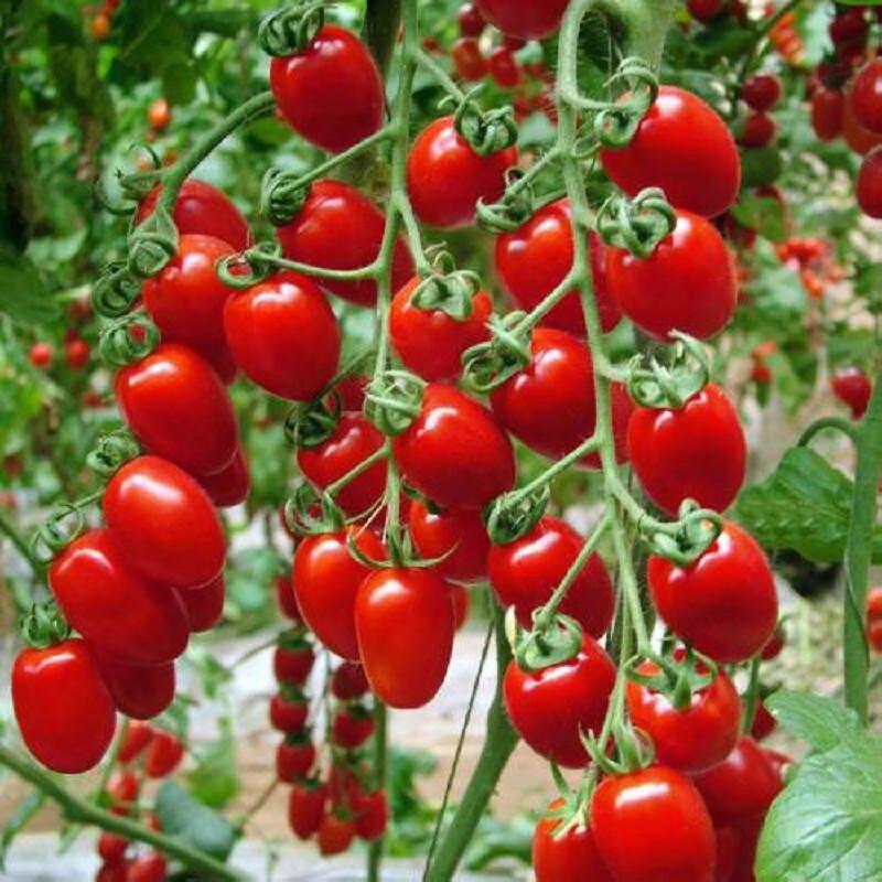 Cherry Tomato Seeds Ruby Red Heirloom Non-GMO Sweet Garden Vegetable 200+ Seeds