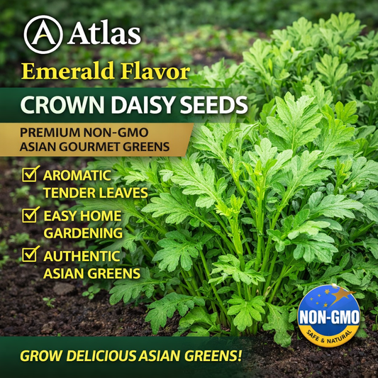 Crown Daisy Seeds  Non-GMO Asian Greens Edible Salad Garden