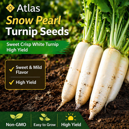 Snow Pearl Turnip Seeds Sweet White Non-GMO Easy Grow High Yield