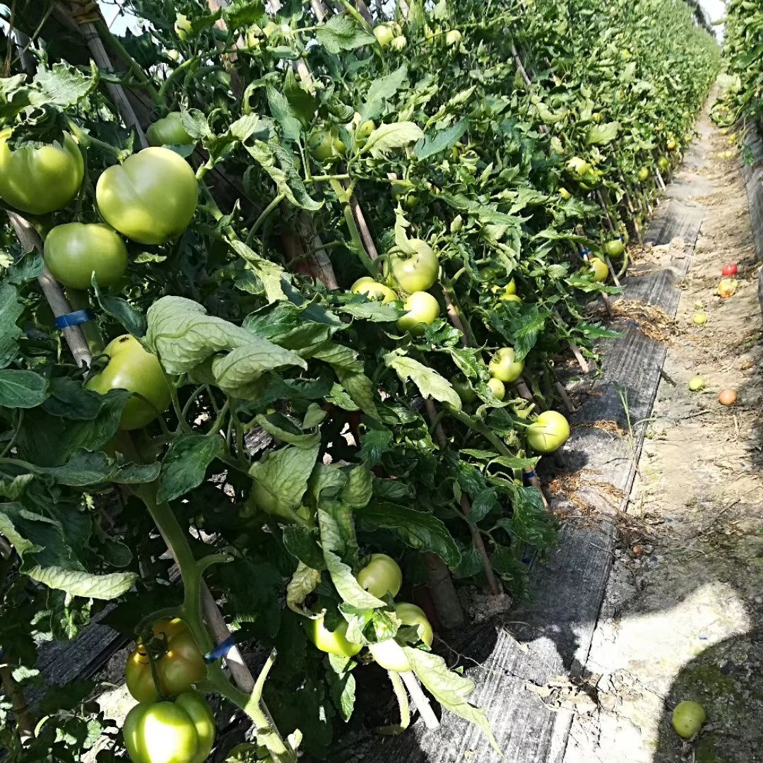 Giant Red Tomato Seeds 200+ Non-GMO Big Juicy High Yield Garden