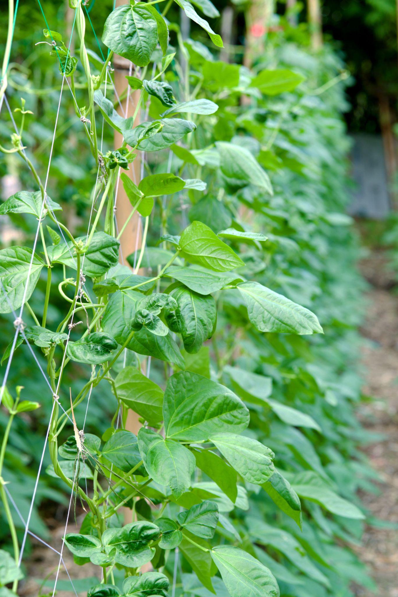 Super Tender Green Bean Seeds High Yield Non-GMO Bush Beans