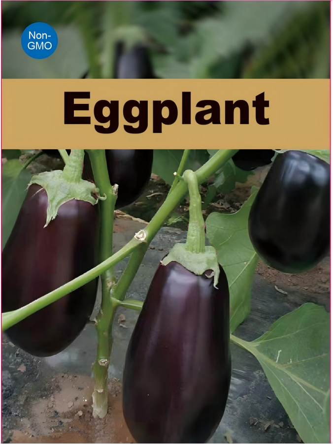 Midnight Silk Asian Eggplant Seeds Premium Non-GMO Tender Garden Variety