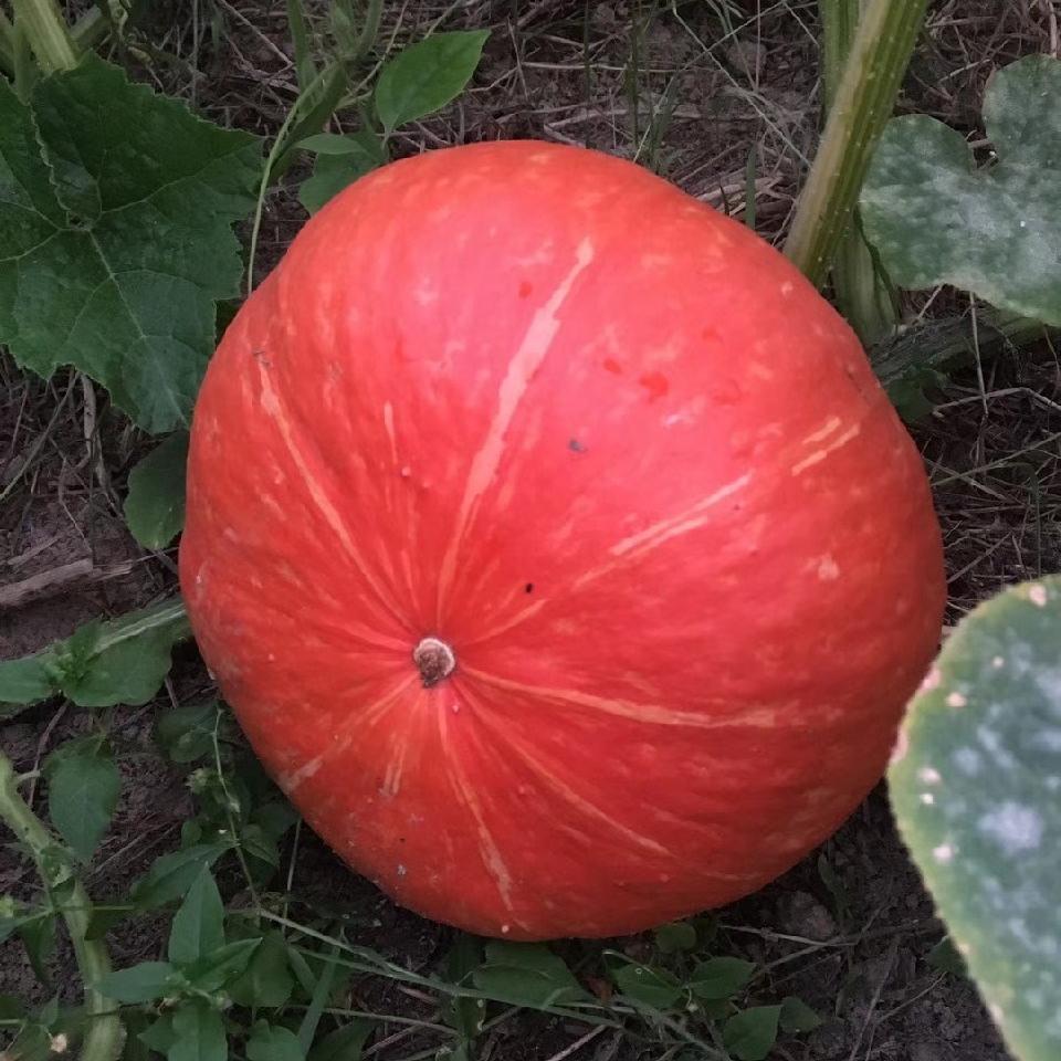 Honey Baby Pumpkin Seeds Mini Orange Sweet Non-GMO Easy Grow