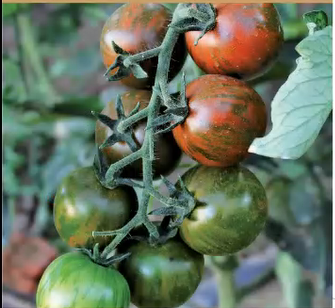 Black Striped Cherry Tomato Seeds 100+ Non-GMO Heirloom Sweet High Yield