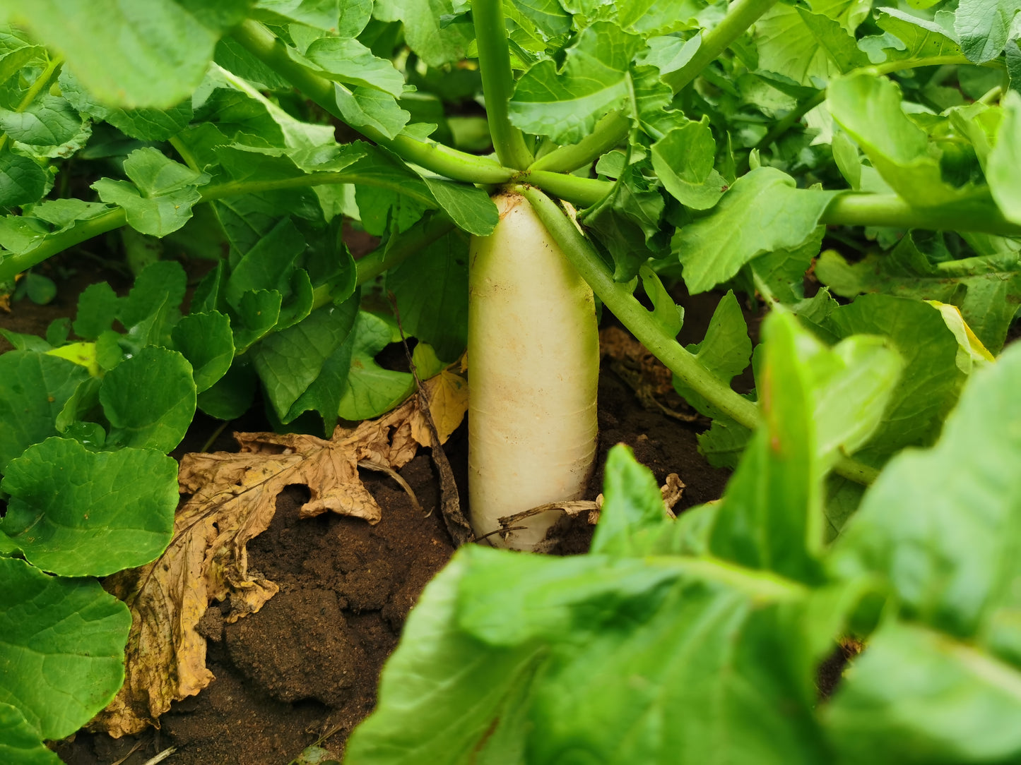 Snow Pearl Turnip Seeds Sweet White Non-GMO Easy Grow High Yield