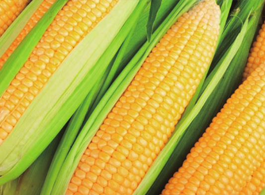 126 Sweet Corn Seeds