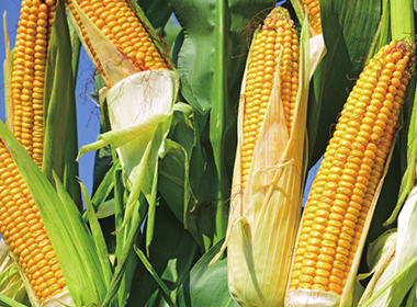 129 Sweet Corn Seeds
