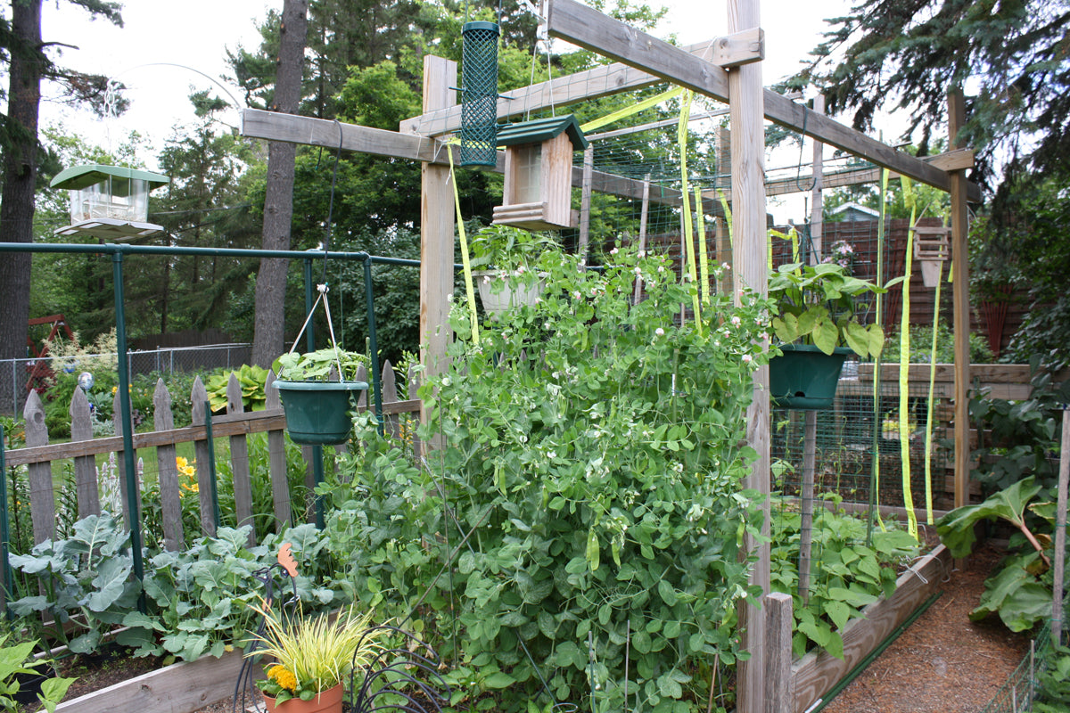 Super Tender Green Bean Seeds High Yield Non-GMO Bush Beans