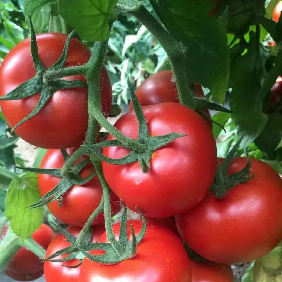Giant Red Tomato Seeds 200+ Non-GMO Big Juicy High Yield Garden