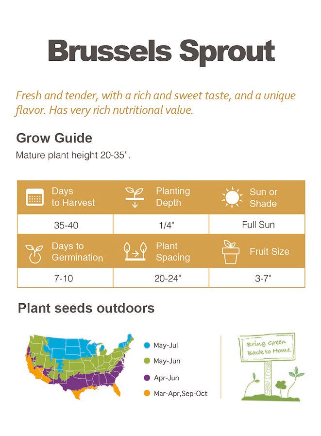 Brussels Sprout Seeds 100+ Non-GMO Emerald Crown Superfood Garden