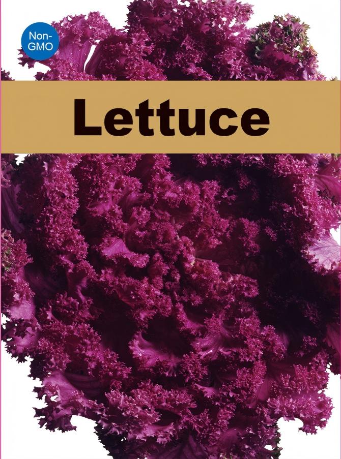 Purple Lettuce Seeds 800+ Non-GMO RubyCrunch Crisp Salad Garden