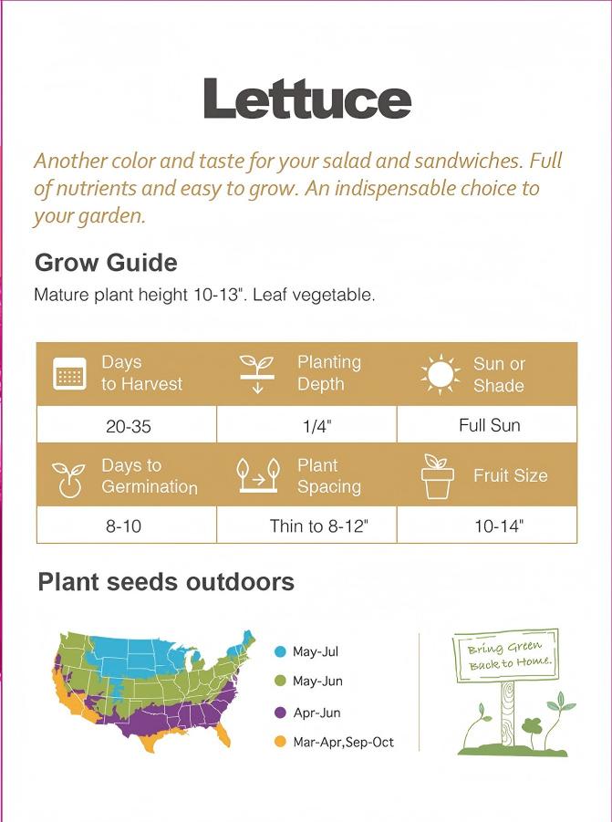 Purple Lettuce Seeds 800+ Non-GMO RubyCrunch Crisp Salad Garden