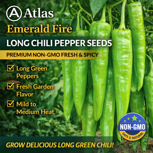 Long Chili Pepper Seeds 100+ Non-GMO Hot Pepper High Yield Garden