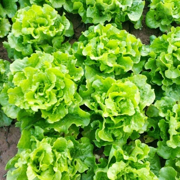 SafeHarvest Crisp Lettuce Seeds 500+ Non-GMO Easy Grow Home Garden Variety