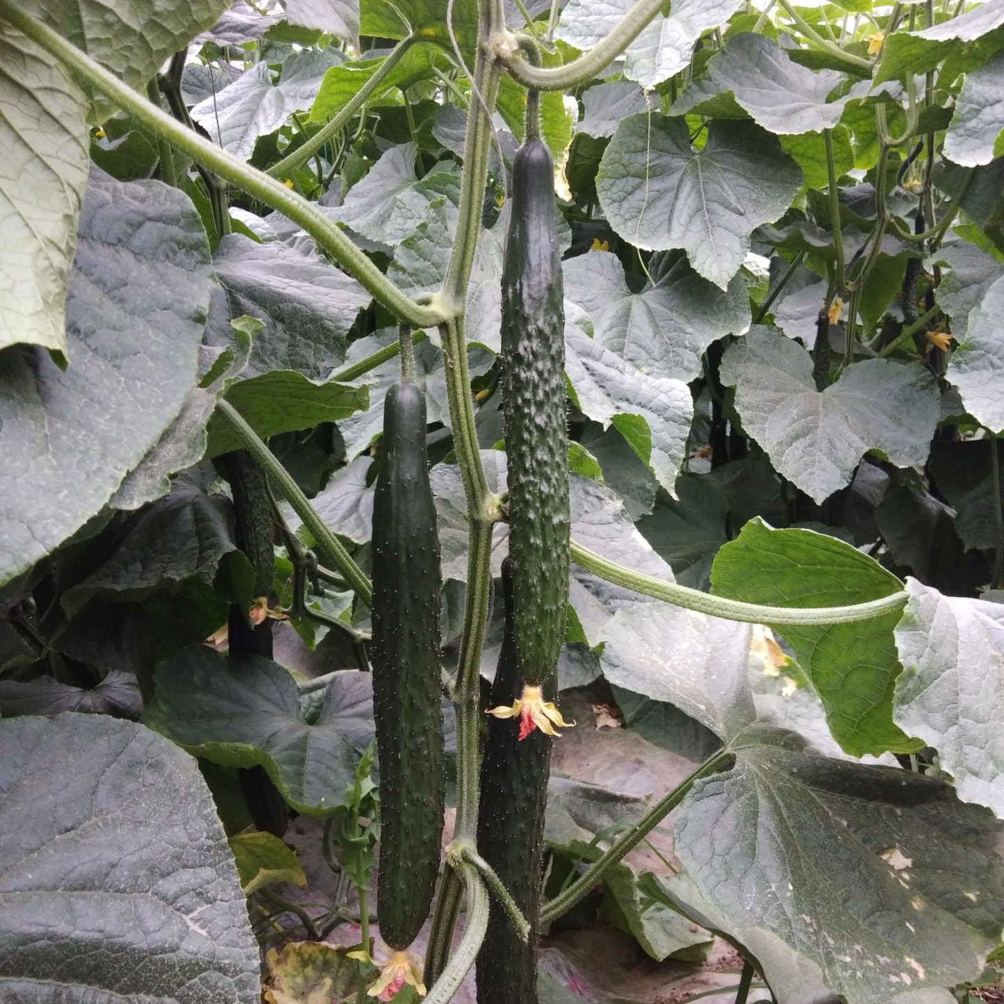 Cucumber Seeds Non-GMO Crisp Long Green Easy Grow Garden