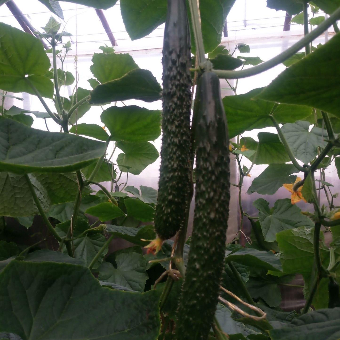Cucumber Seeds Non-GMO Crisp Long Green Easy Grow Garden