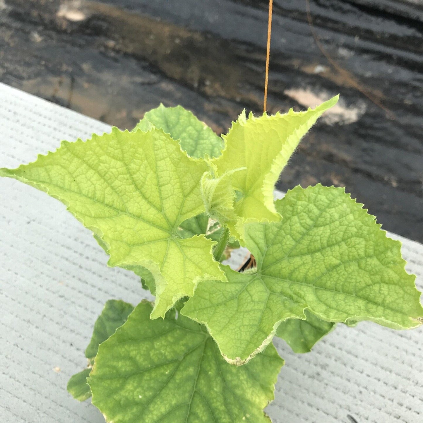 Cucumber Seeds Non-GMO Crisp Long Green Easy Grow Garden