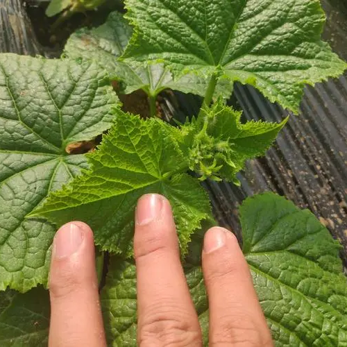 Cucumber Seeds Non-GMO Crisp Long Green Easy Grow Garden