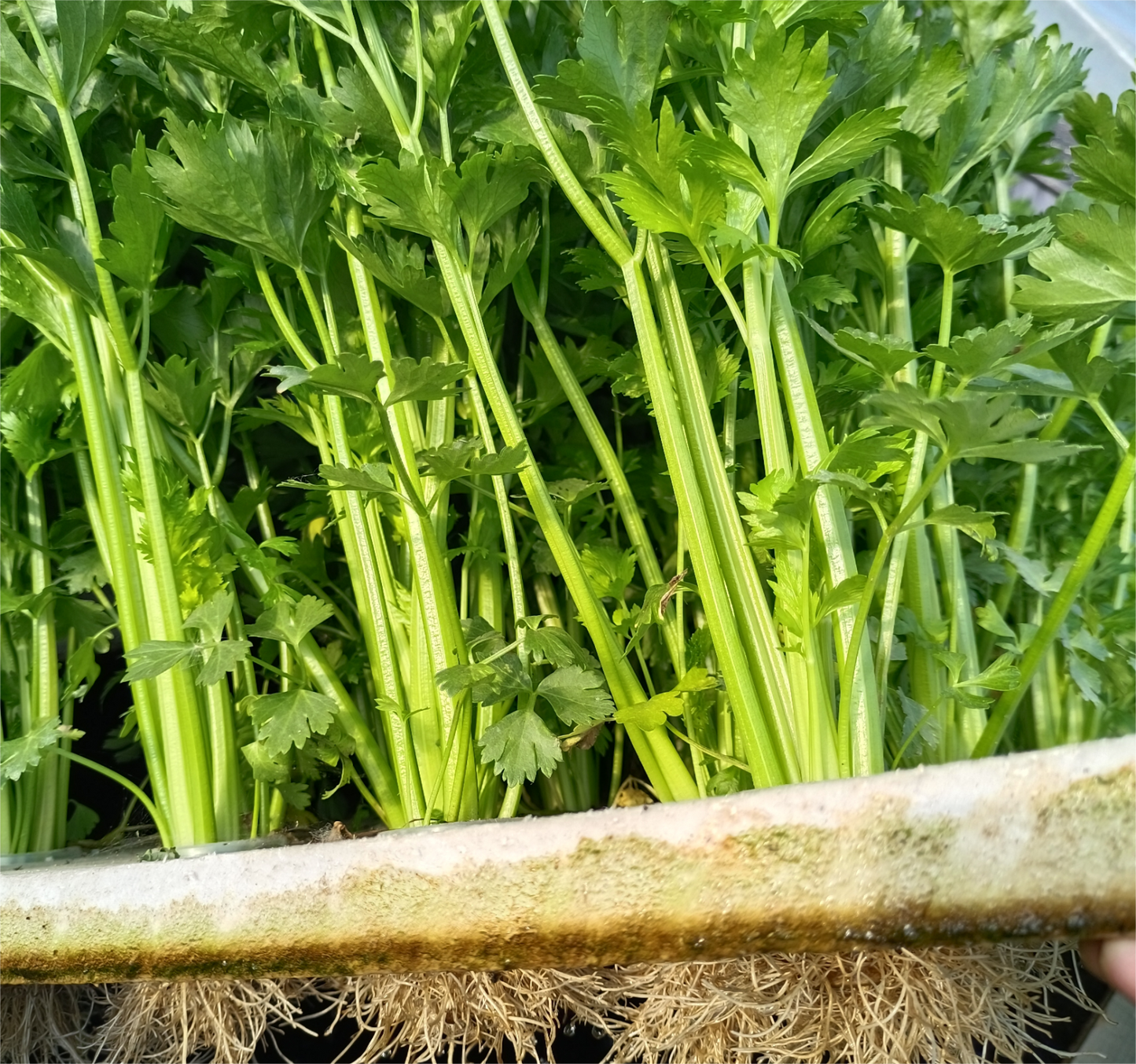 Celery Seeds 1000+ Tender Queen Non-GMO Crisp High Yield Easy Grow