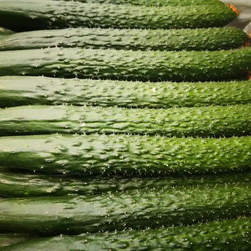 Cucumber Seeds Non-GMO Crisp Long Green Easy Grow Garden