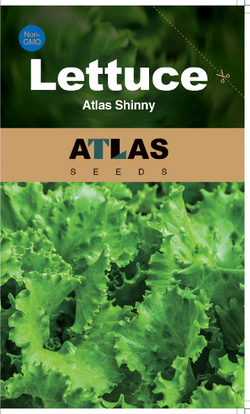 SafeHarvest Crisp Lettuce Seeds 500+ Non-GMO Easy Grow Home Garden Variety