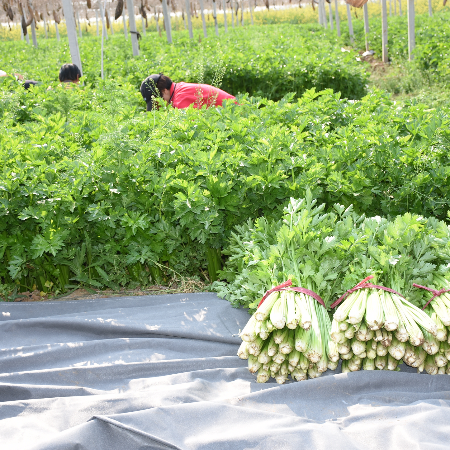 Celery Seeds 1000+ Tender Queen Non-GMO Crisp High Yield Easy Grow