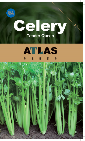 Celery Seeds 1000+ Tender Queen Non-GMO Crisp High Yield Easy Grow
