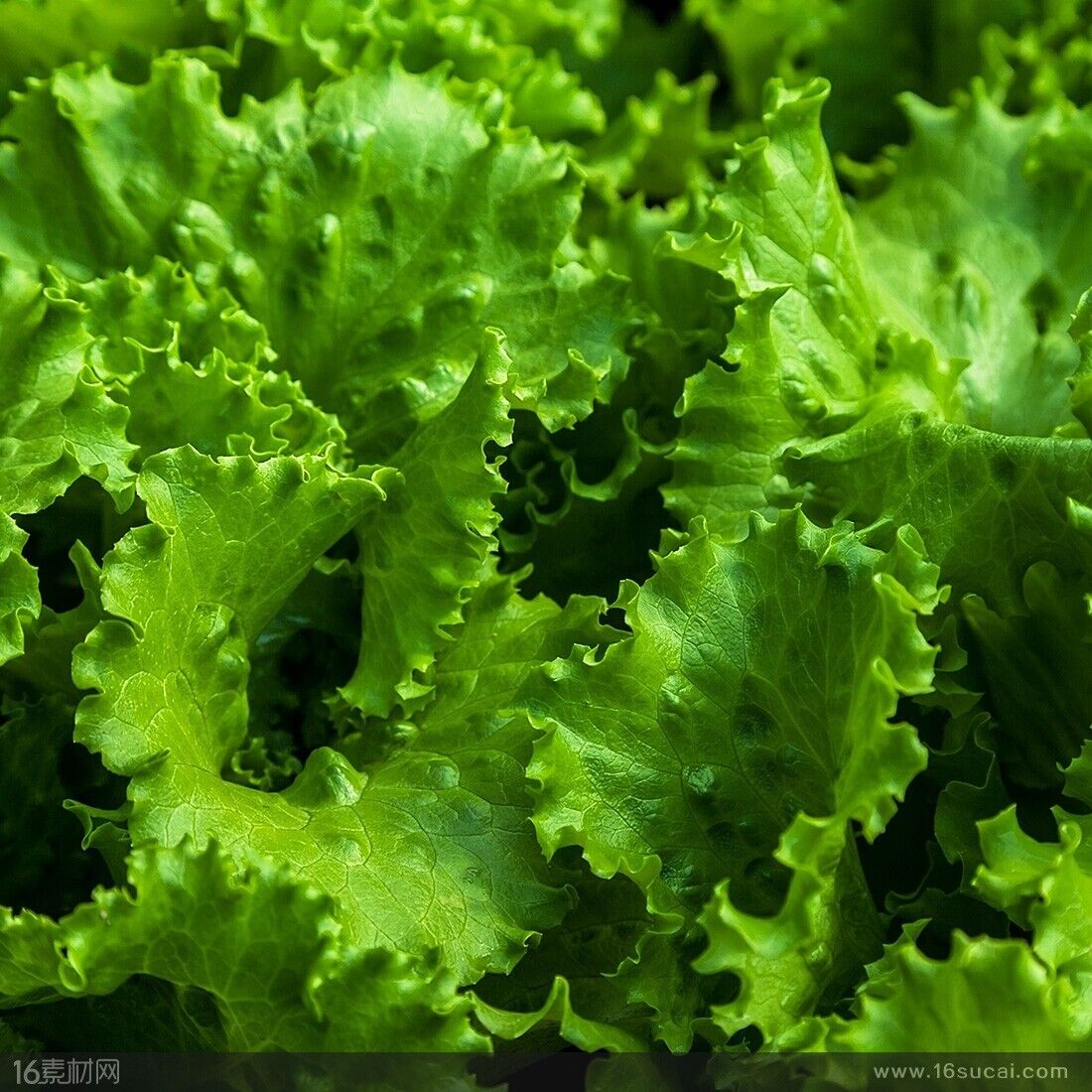 Salad Garden Seeds Kit 16 Varieties 10000+ Seeds Non-GMO Vegetable Mix