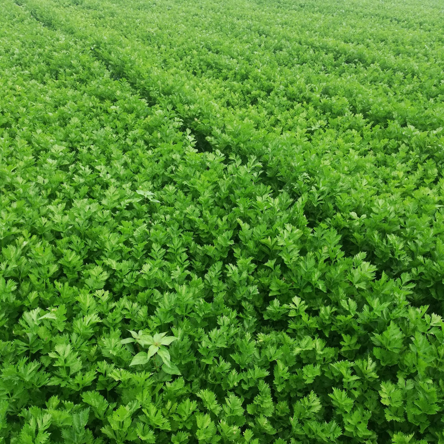 Celery Seeds 1000+ Tender Queen Non-GMO Crisp High Yield Easy Grow