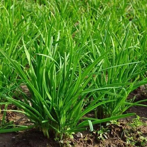 Garlic Chives Seeds Non-GMO Fast Growing Easy Garden