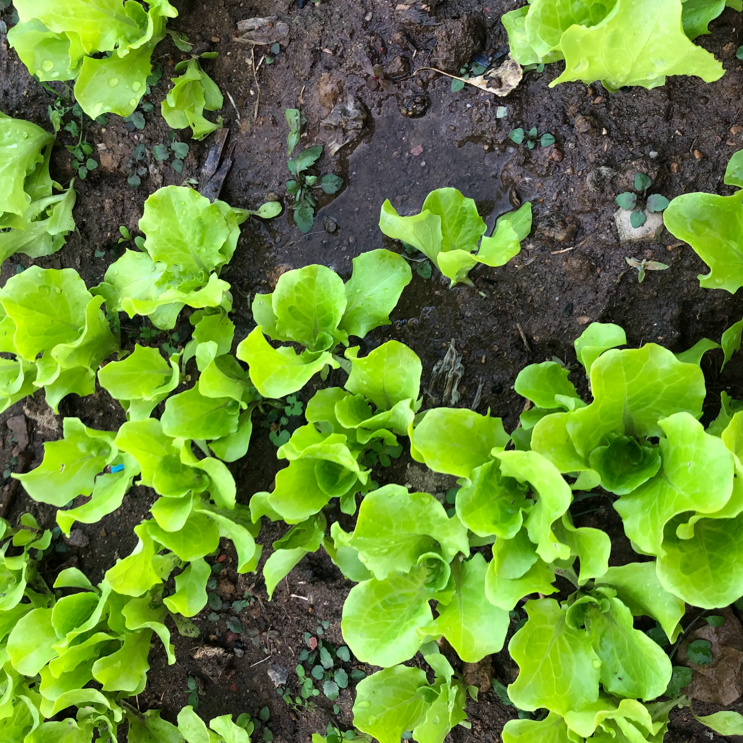 SafeHarvest Crisp Lettuce Seeds 500+ Non-GMO Easy Grow Home Garden Variety