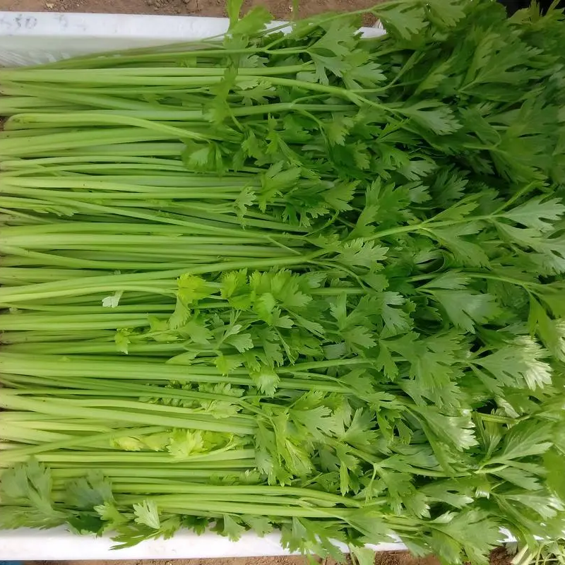 Celery Seeds 1000+ Tender Queen Non-GMO Crisp High Yield Easy Grow