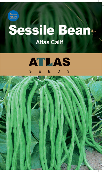 Super Tender Green Bean Seeds High Yield Non-GMO Bush Beans