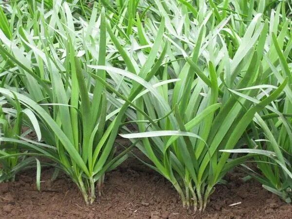 Garlic Chives Seeds Non-GMO Fast Growing Easy Garden