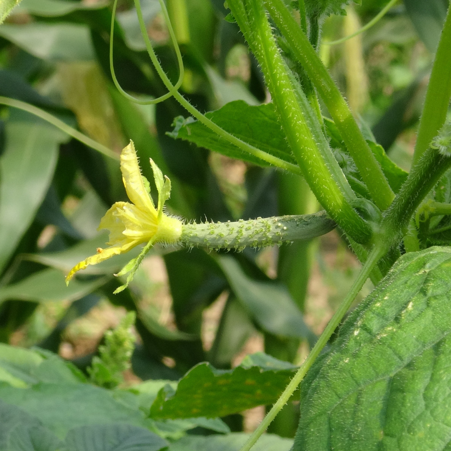 Cucumber Seeds Non-GMO Crisp Long Green Easy Grow Garden